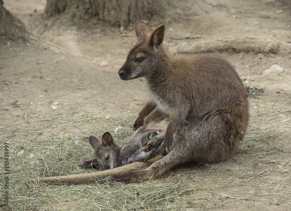 Little Wallaby (Macropus rufogriseus) puppy from mom's baby carrier Little Wallaby (Macropus rufogriseus) puppy from mom's baby carrier
