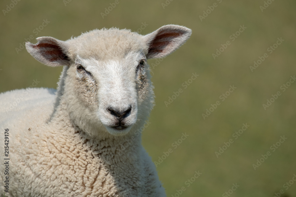 Schaf Schaf