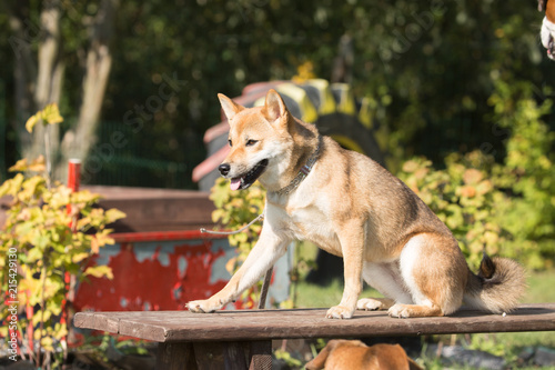 Portrait of a shiba dog living in belgium