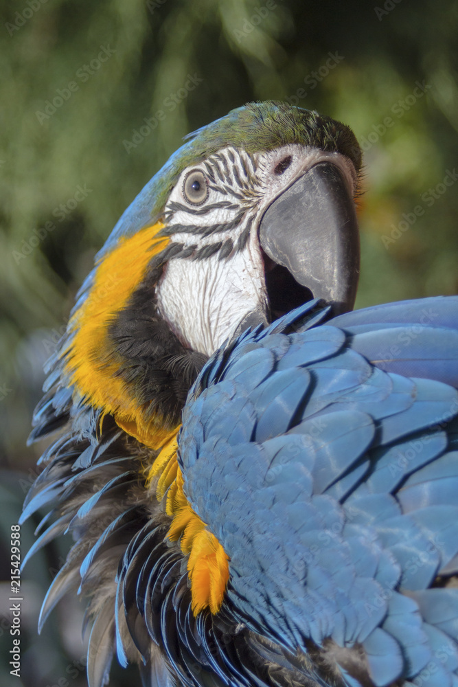 Fototapeta premium Portrait of a blue-yellow parrot Ara (Ara ararauna).
