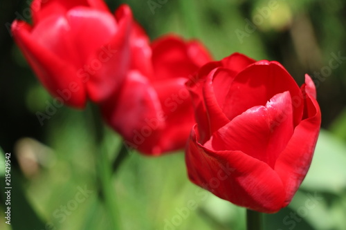 canada tulip  flower  spring  red  tulips  nature  flowers  garden  green  blossom  beauty  pink  beautiful  plant  bloom  flora  floral  field  bright  summer  color  colorful  fresh  natural  season