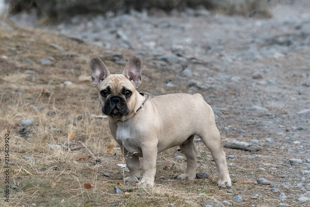 French bulldog tree mount old