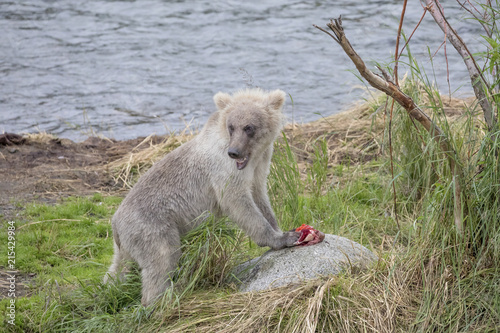 Yearling Brown Bear Eating Sockeye Salmon on a Rock