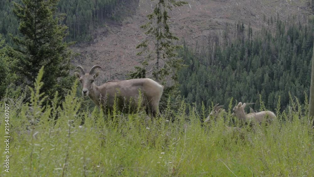 Adult And Baby Mountain Goats Walking Along Side Of Mountain Exploring And Eating Grass Adult And Baby Mountain Goats Walking Along Side Of Mountain Exploring And Eating Grass