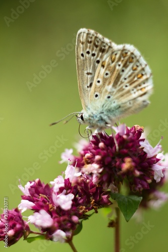 Butterfly on flower summer meadow background.