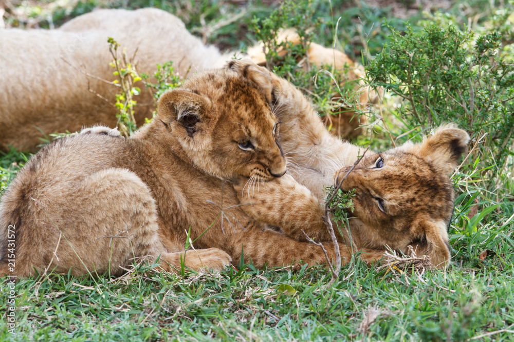 Ταπετσαρία wo young lion cubs playing in the Masai Mara National Park in Kenya