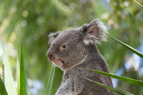 Fototapeta Naklejka Na Ścianę i Meble -  Koala 2