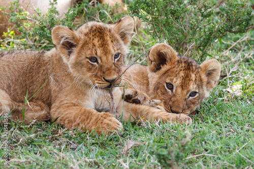 Fotografi Two young lion cubs playing in the Masai Mara National Park in Kenya