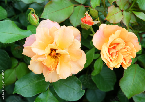 Orange roses on a bush among green foliage in the park in the summer.