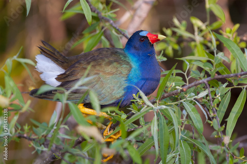 American purple gallinule photo