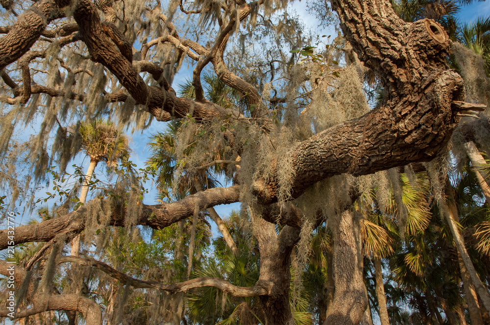Live oak tree with Spanish moss Live oak tree with Spanish moss