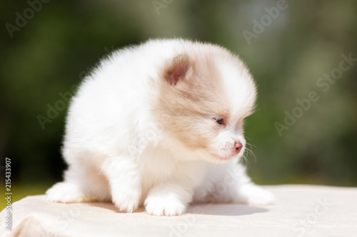 Pomeranian puppy outdoor © svetlanistaya