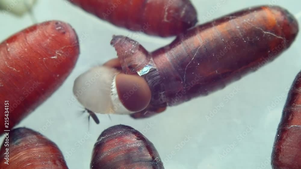 Very sharp and detailed footage of a fly emerging from its pupa