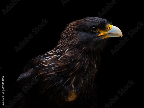 Striated caracara