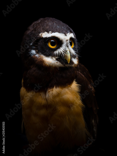 Spectacled owl