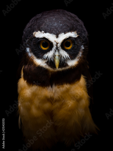Spectacled owl