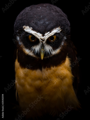 Spectacled owl