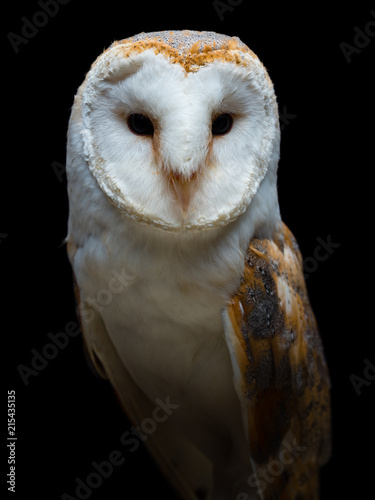 Barn owl