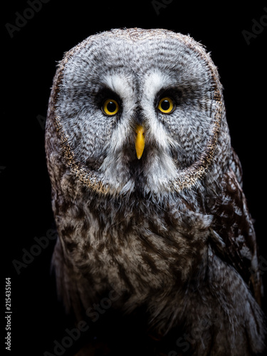 Great grey owl