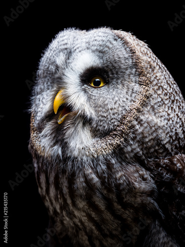 Great grey owl