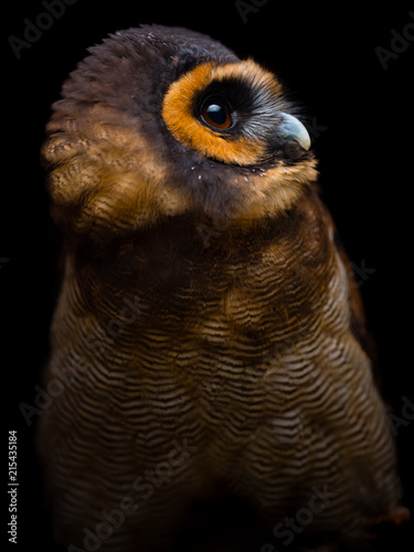 Brown wood owl