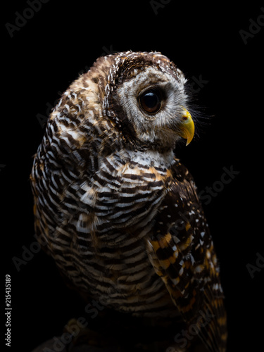 Rufous-legged owl