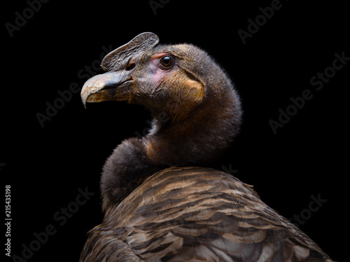 Young Andean condor photo