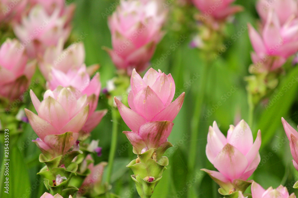 pink siam tulip flower in tulip garden