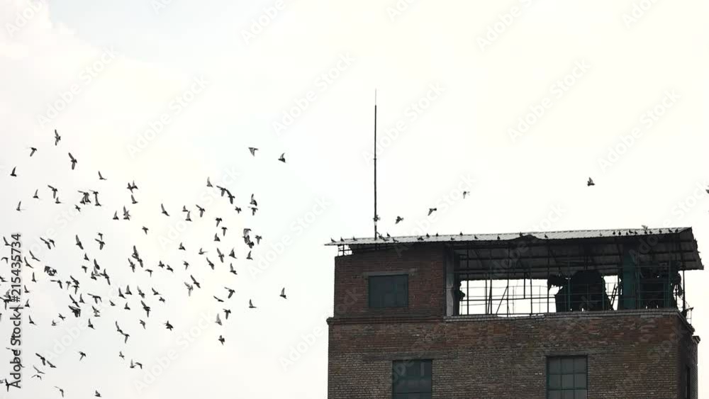 Old abandoned building roof and flock of birds. Flight of pigeons, slow motion, white sky background. Old abandoned building roof and flock of birds. Flight of pigeons, slow motion, white sky background.