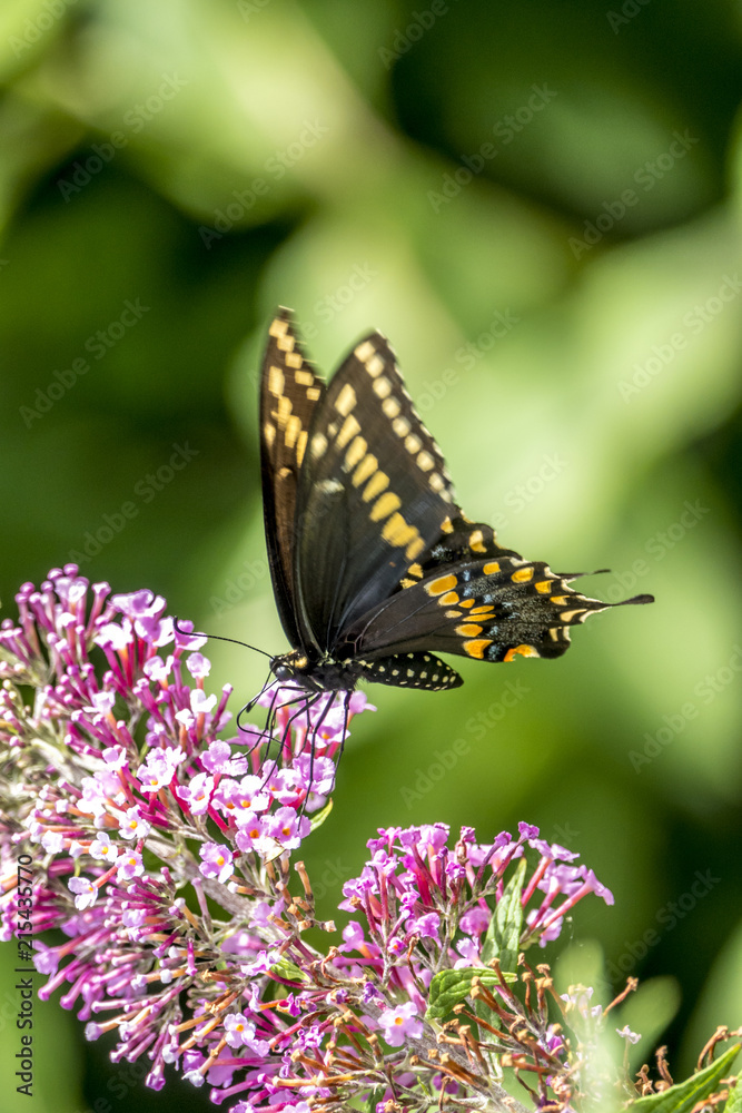 Papilio polyxenes, eastern black swallowtail Papilio polyxenes, eastern black swallowtail