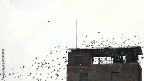 Flock of birds leaving the roof. Old abandoned building against white sky background. photo