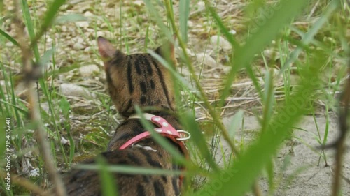Wallpaper Mural One cat bengal walks on the green grass. Bengal kitty learns to walk along the forest. Asian leopard cat tries to hide in the grass. Reed domesticated cat in nature. Domestic cat on beach near river. Torontodigital.ca