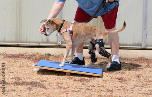 Dog Rehabilitation exercise on rocker board for dog with 2 orthotic braces for knee ligament injuries