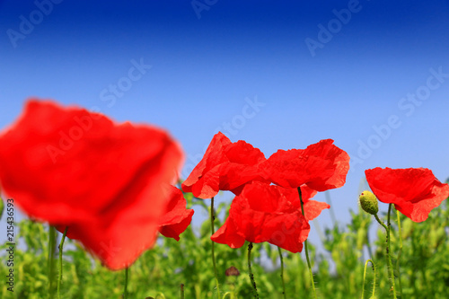 Fototapeta Naklejka Na Ścianę i Meble -  Field of poppies 