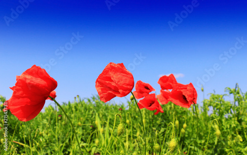 Fototapeta Naklejka Na Ścianę i Meble -  Field of poppies on a sunset