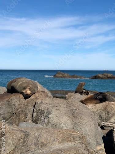 seal New Zealand