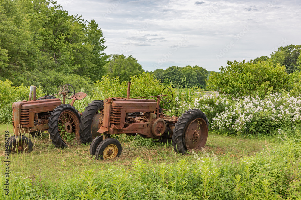 Antique tractors in field with dense undergrowth around them Antique tractors in field with dense undergrowth around them