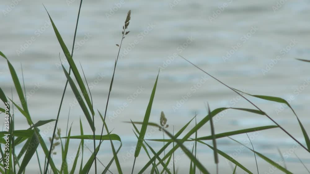 水際に揺れる草 水際に揺れる草
