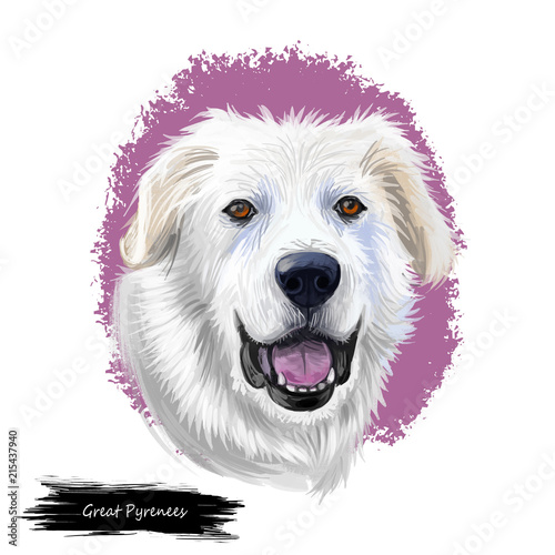 Great Pyrenees, Pyrenean Mountain, Pyr, GP, PMD dog digital art illustration isolated on white background. France, Spain origin guardian, working dog. Pet hand drawn portrait. Graphic clip art design photo