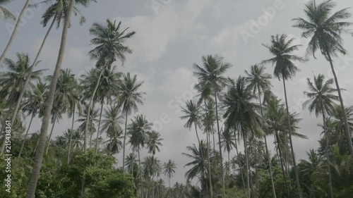 Wallpaper Mural Pan down of palm trees in thailand Torontodigital.ca