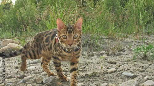 One cat bengal walks on the green grass. Bengal kitty learns to walk along the forest. Asian leopard cat tries to hide in the grass. Reed domesticated cat in nature. Domestic cat on beach near river. photo