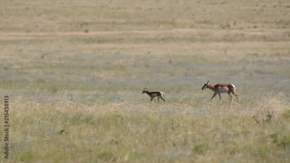 A Mother Pronghorn with Fawn on the Plains of Colorado A Mother Pronghorn with Fawn on the Plains of Colorado