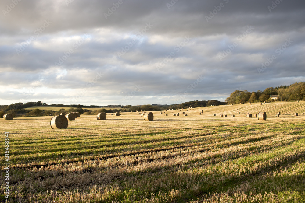 Bales of Hay in Field at Dusk