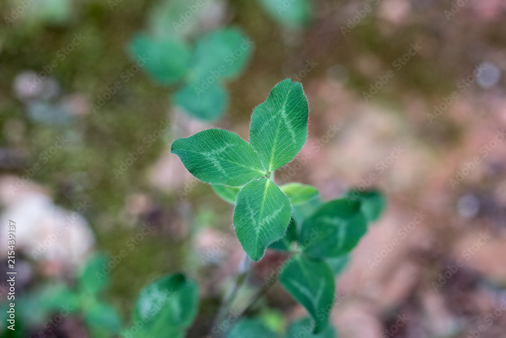 Three Leaf Clover Three Leaf Clover