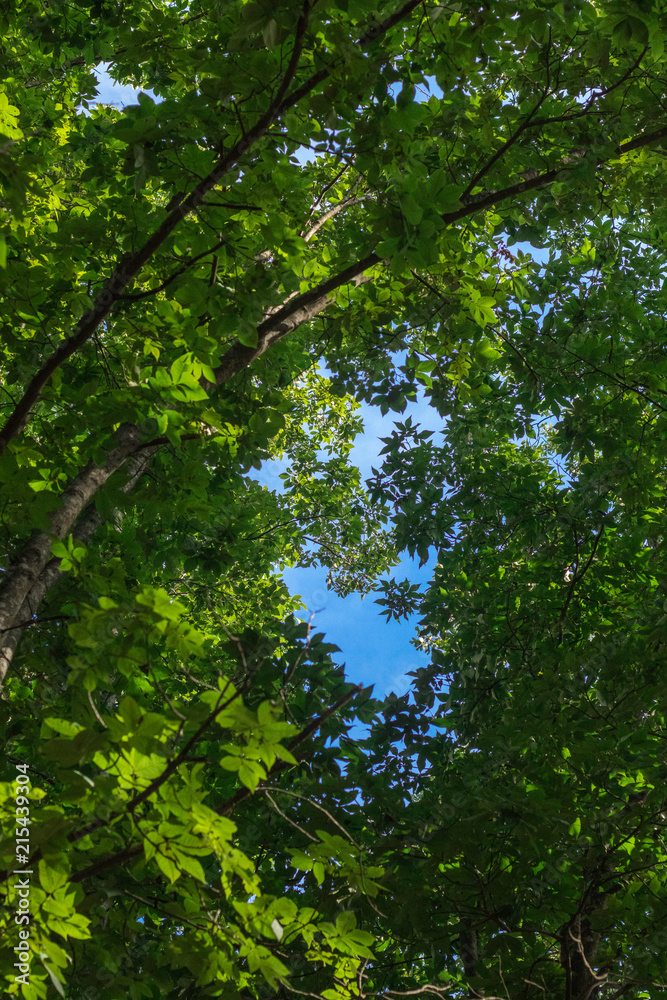 Green Trees and Blue Sky 