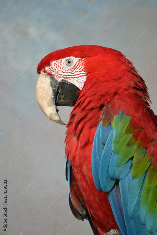 Fototapeta premium Scarlet Macaw parrot