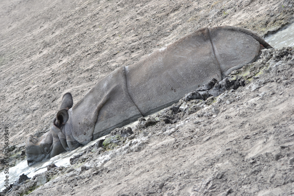 Fototapeta premium Rhinoceros laying in mud