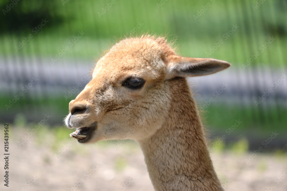 Lama - close-up photograph