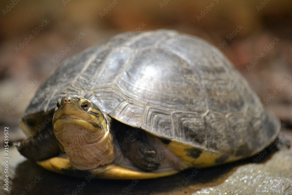 Tortoise/ turtle - selective focus Tortoise/ turtle - selective focus