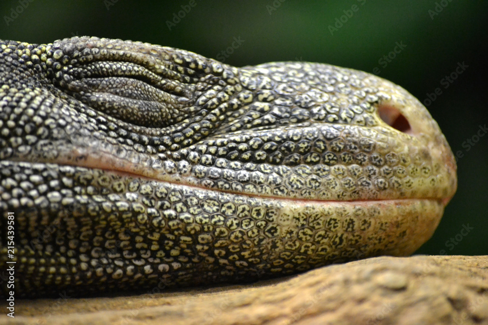 Fototapeta premium Lizard sleeping - head/ close-up